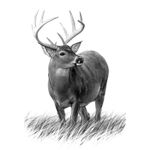 001ST-DEER.png 001ST-DEER - Image 1