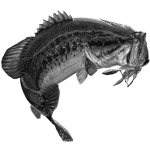 001ST-FISH.png 001ST-FISH - Image 1