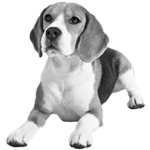 001ST-PET.png 001ST-PET - Image 1