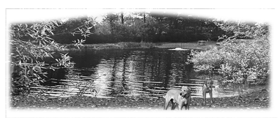 003SC-PET.png 003SC-PET - Image 1