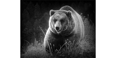 003SC-WILD.png 003SC-WILD - Image 1