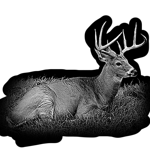 003ST-DEER.png 003ST-DEER - Image 1