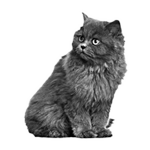 003ST-PET.png 003ST-PET - Image 1