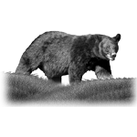 003ST-WILD.png 003ST-WILD - Image 1