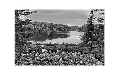 004SC-PET.png 004SC-PET - Image 1