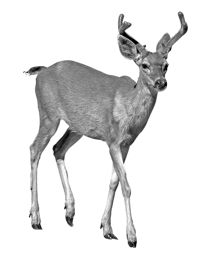 004ST-DEER.png 004ST-DEER - Image 1