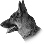 004ST-PET.png 004ST-PET - Image 1