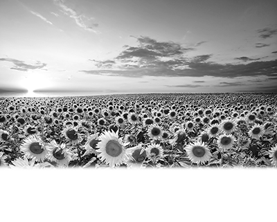 006SC-FLORAL.png 006SC-FLORAL - Image 1