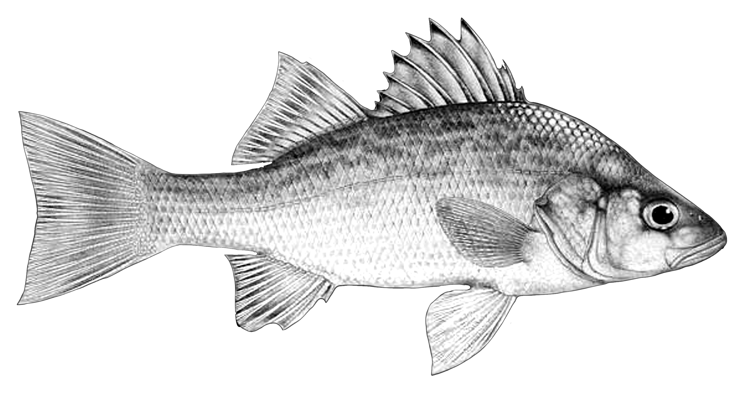006ST-FISHING.png 006ST-FISHING - Image 1