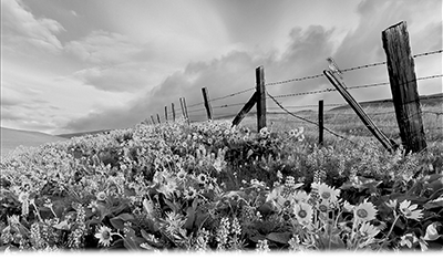007SC-FLORAL.png 007SC-FLORAL - Image 1