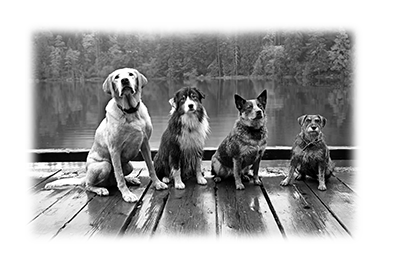 007SC-PET.png 007SC-PET - Image 1
