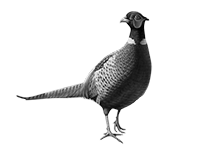 007ST-BIRDS.png 007ST-BIRDS - Image 1