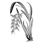 007ST-FLORAL.png 007ST-FLORAL - Image 1