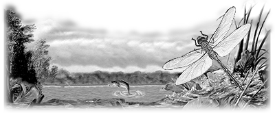 008SC-FISH.png 008SC-FISH - Image 1