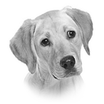 008ST-PET.png 008ST-PET - Image 1