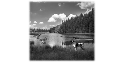 009SC-WILD.png 009SC-WILD - Image 1