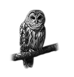 009ST-BIRDS.png 009ST-BIRDS - Image 1