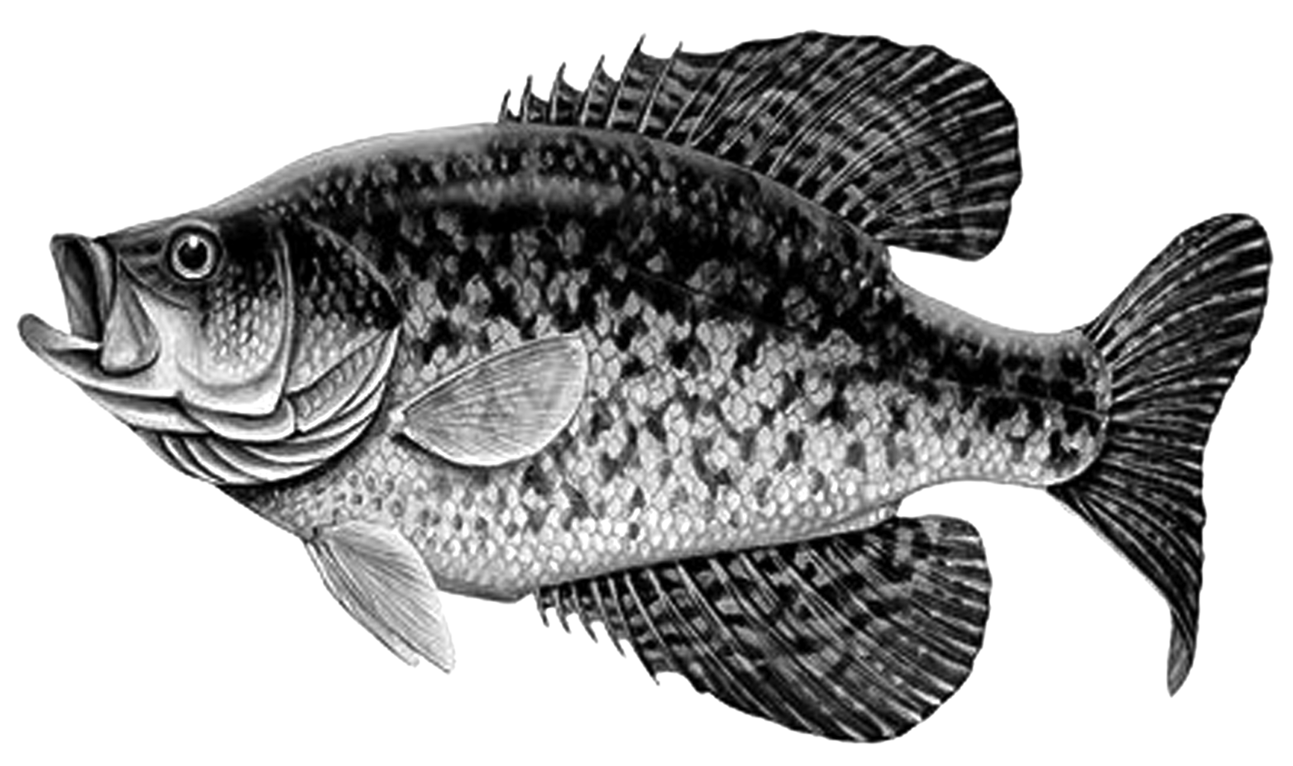 009ST-FISHING.png 009ST-FISHING - Image 1