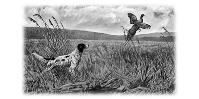 010SC-WILD.png 010SC-WILD - Image 1