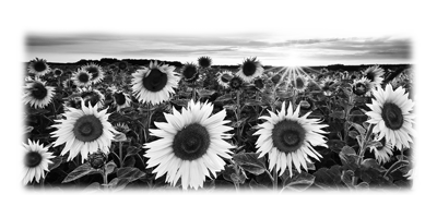 011SC-FLORAL.png 011SC-FLORAL - Image 1