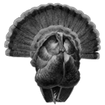 011ST-BIRDS.png 011ST-BIRDS - Image 1