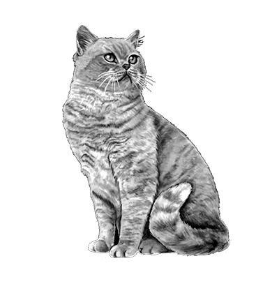 011ST-PET.png 011ST-PET - Image 1