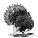 012ST-BIRDS.png 012ST-BIRDS - Image 1