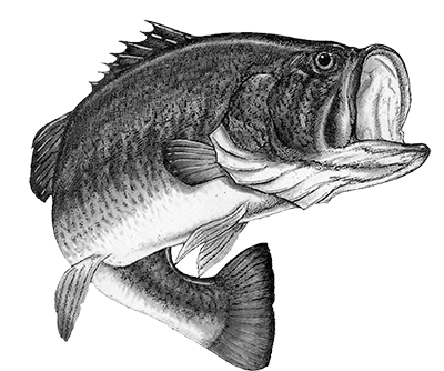 012ST-FISH.png 012ST-FISH - Image 1