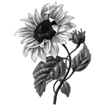 013ST-FLORAL.png 013ST-FLORAL - Image 1