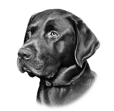 013ST-PET.png 013ST-PET - Image 1
