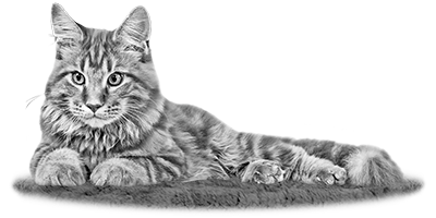 015ST-PET.png 015ST-PET - Image 1