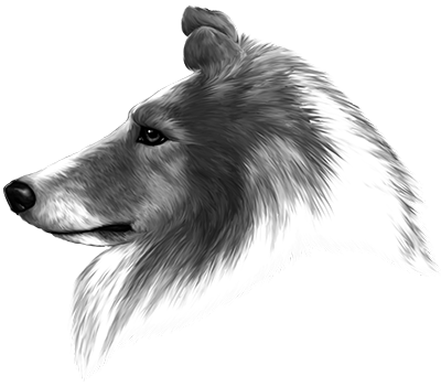 016ST-PET.png 016ST-PET - Image 1