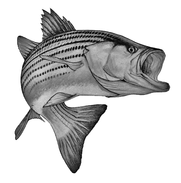 017ST-FISHING.png 017ST-FISHING - Image 1