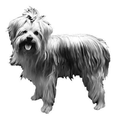 018ST-PET.png 018ST-PET - Image 1