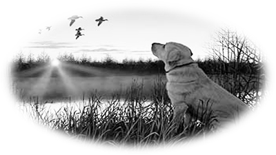 019ST-PET.png 019ST-PET - Image 1