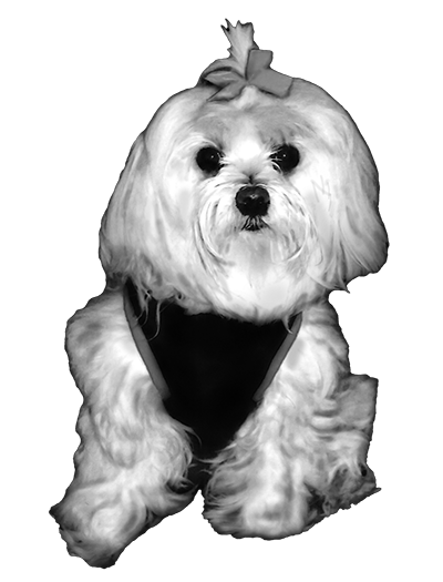 020ST-PET.png 020ST-PET - Image 1