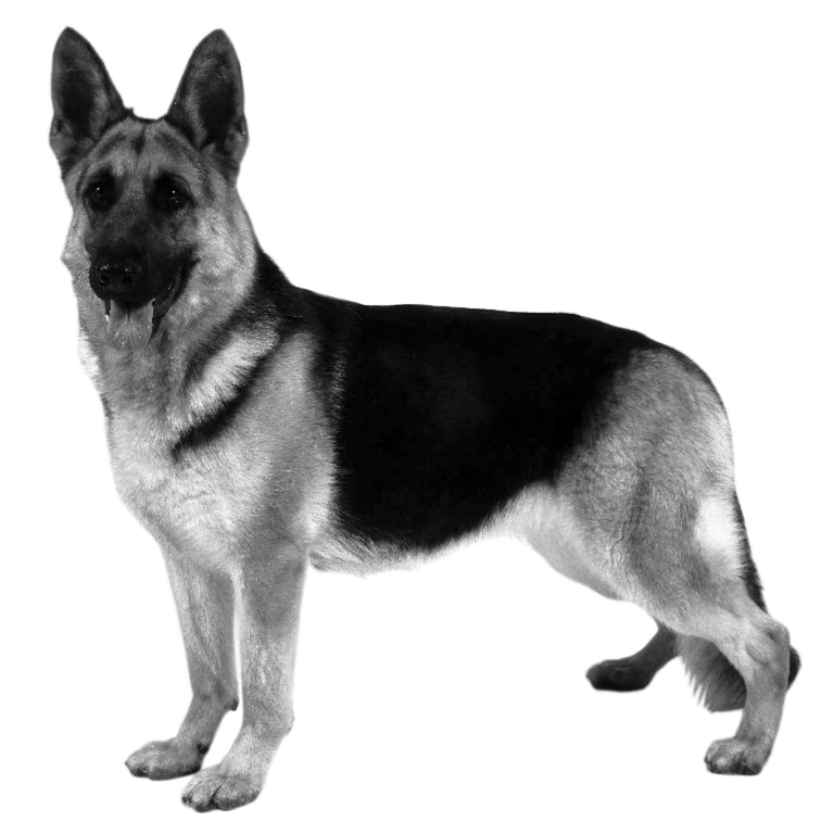 021ST-PET.png 021ST-PET - Image 1