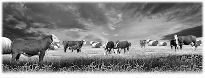 022SC-WESTERN.png 022SC-WESTERN - Image 1