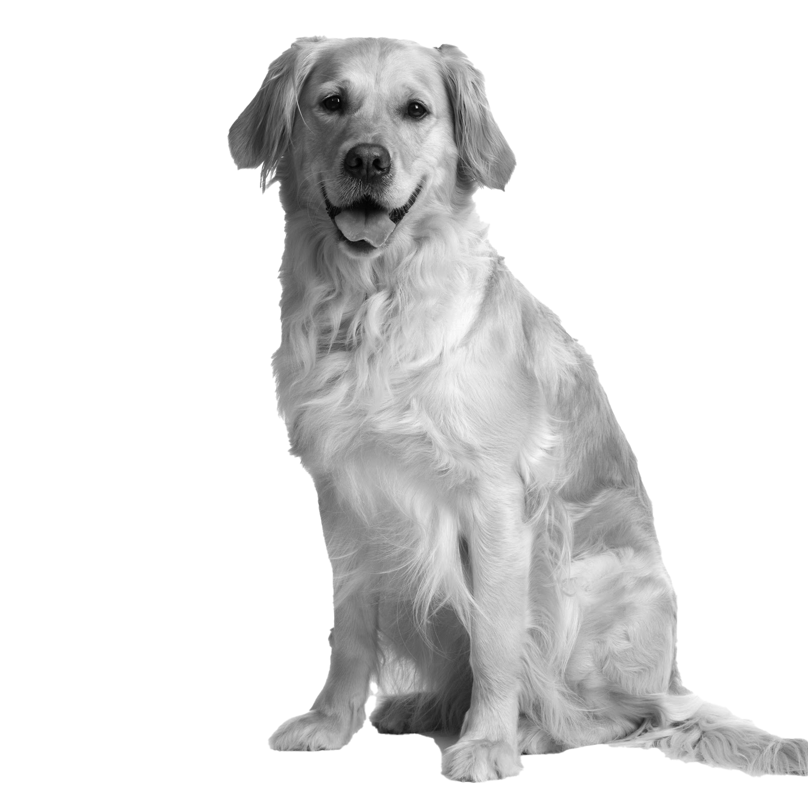 022ST-PET.png 022ST-PET - Image 1