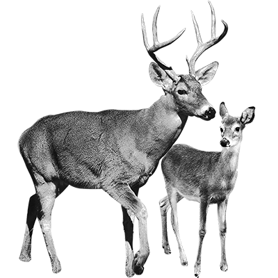 023ST-DEER.png 023ST-DEER - Image 1