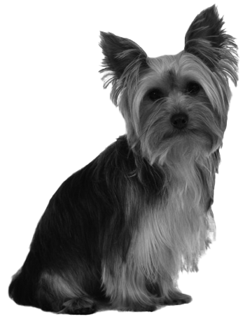 023ST-PET.png 023ST-PET - Image 1