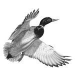 024ST-BIRDS.png 024ST-BIRDS - Image 1