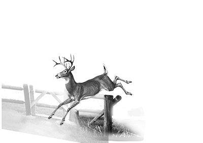 026ST-DEER.png 026ST-DEER - Image 1