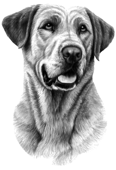 026ST-PET.png 026ST-PET - Image 1