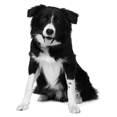 029ST-PET.png 029ST-PET - Image 1