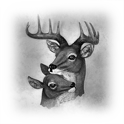 036ST-DEER.png 036ST-DEER - Image 1