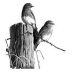 037ST-BIRDS.png 037ST-BIRDS - Image 1