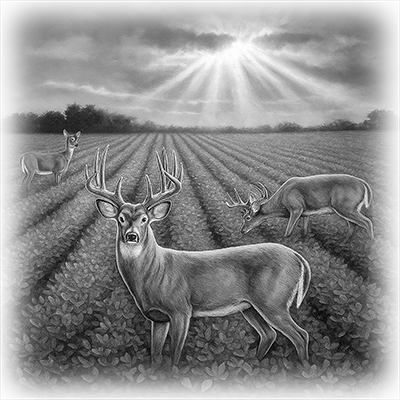 037ST-DEER.png 037ST-DEER - Image 1