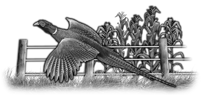 038SC-BIRDS.png 038SC-BIRDS - Image 1