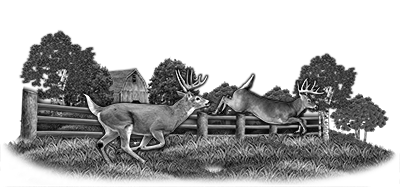 038ST-DEER.png 038ST-DEER - Image 1